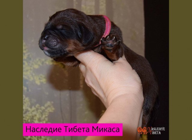 Щенки от пары Ерик х Конфета